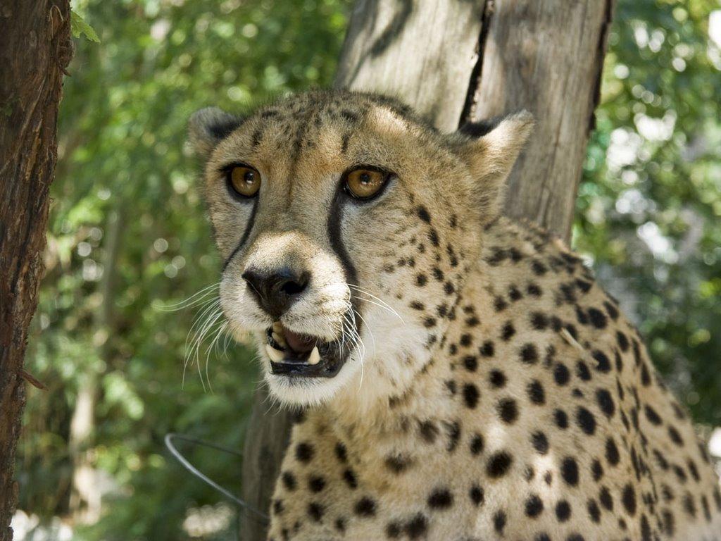 Виноградне з panoramio.com - Виноградное