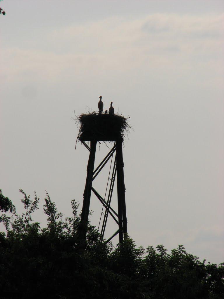 Центральне з panoramio.com - Центральне