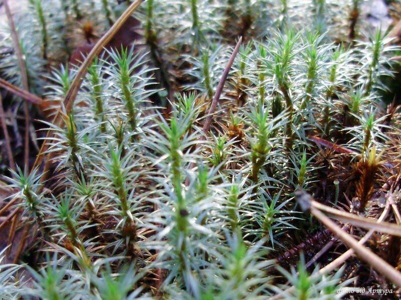 Крать з panoramio.com - Крать