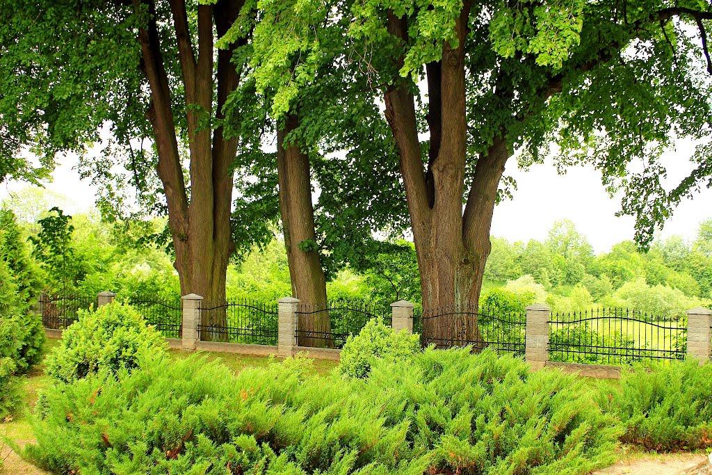 Буців з panoramio.com - Буців