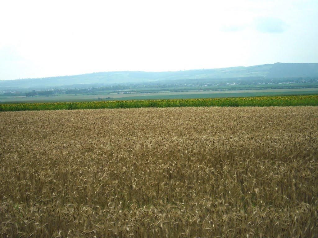 Ванчиківці з panoramio.com - Ванчиківці