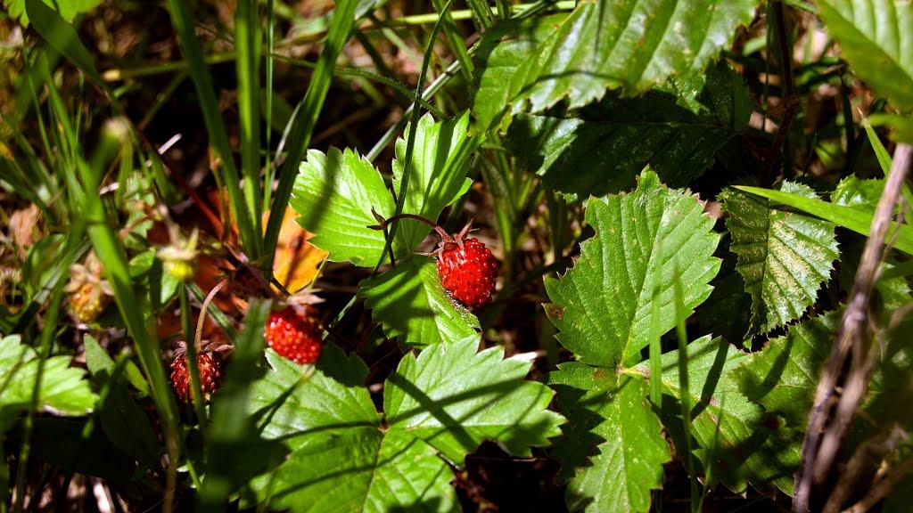 Забрідь з panoramio.com - Забрідь