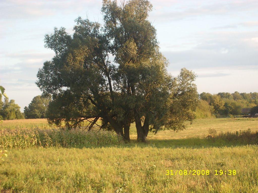 Ленінка з panoramio.com - Ленінка
