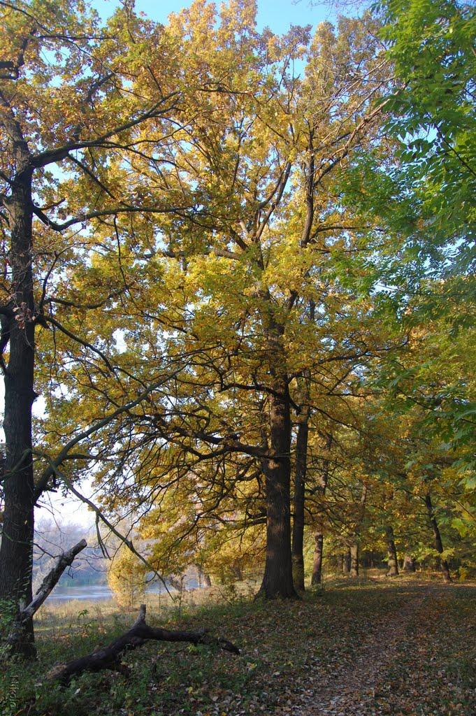 Привілля з panoramio.com - Привілля