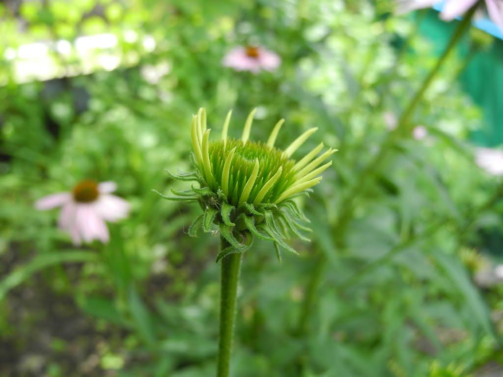 Пархоменко з panoramio.com - Пархоменко