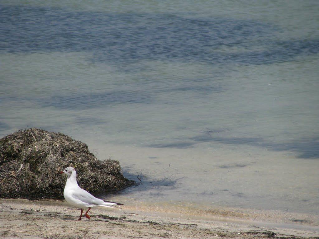 Генічеськ з panoramio.com - Генічеськ