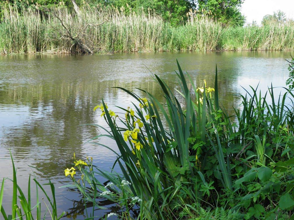 Чечеліївка з panoramio.com - Чечеліївка