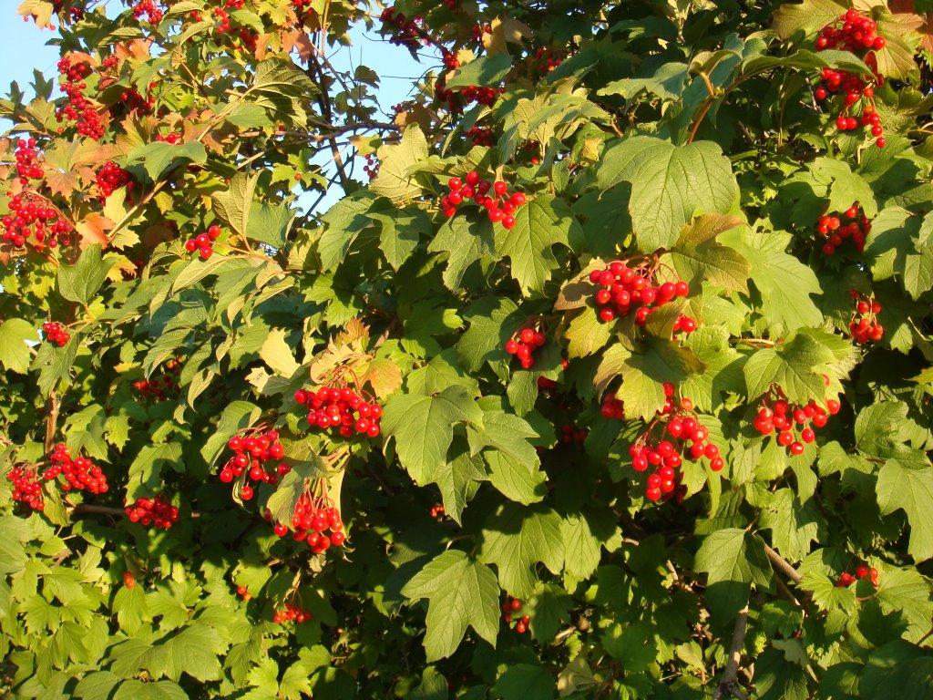 Волноваха з panoramio.com - Волноваха