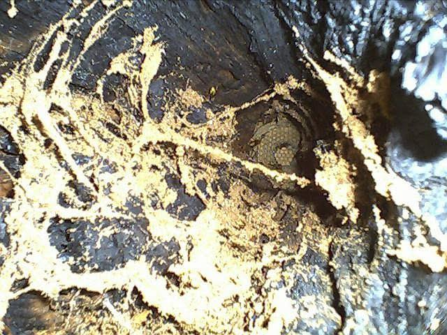 Погреби з panoramio.com (ч.3) - Погреби