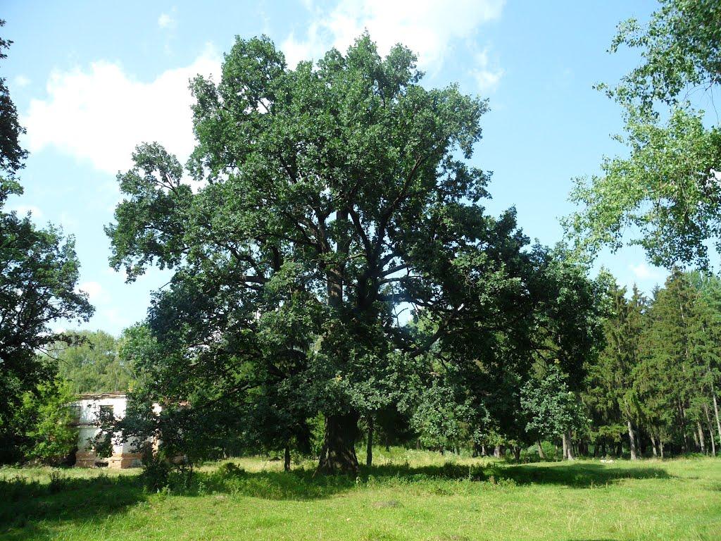 Новофастів з panoramio.com - Новофастів