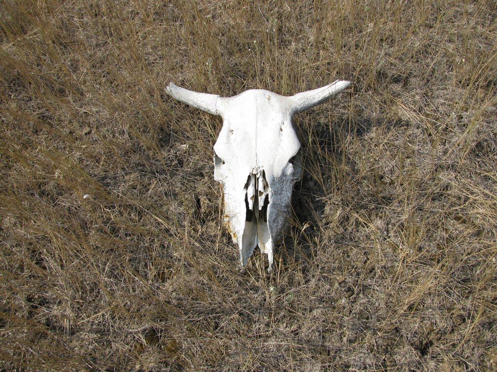 Чонгар з panoramio.com - Чонгар