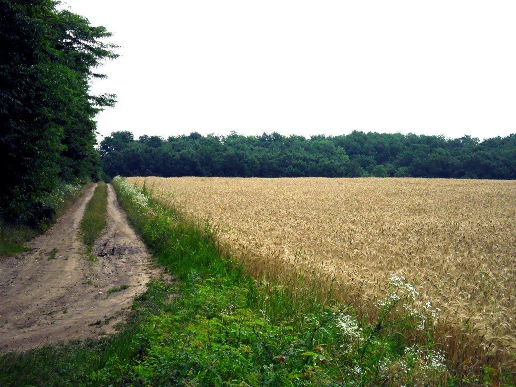 Ванчиківці з panoramio.com - Vanchykivtsi