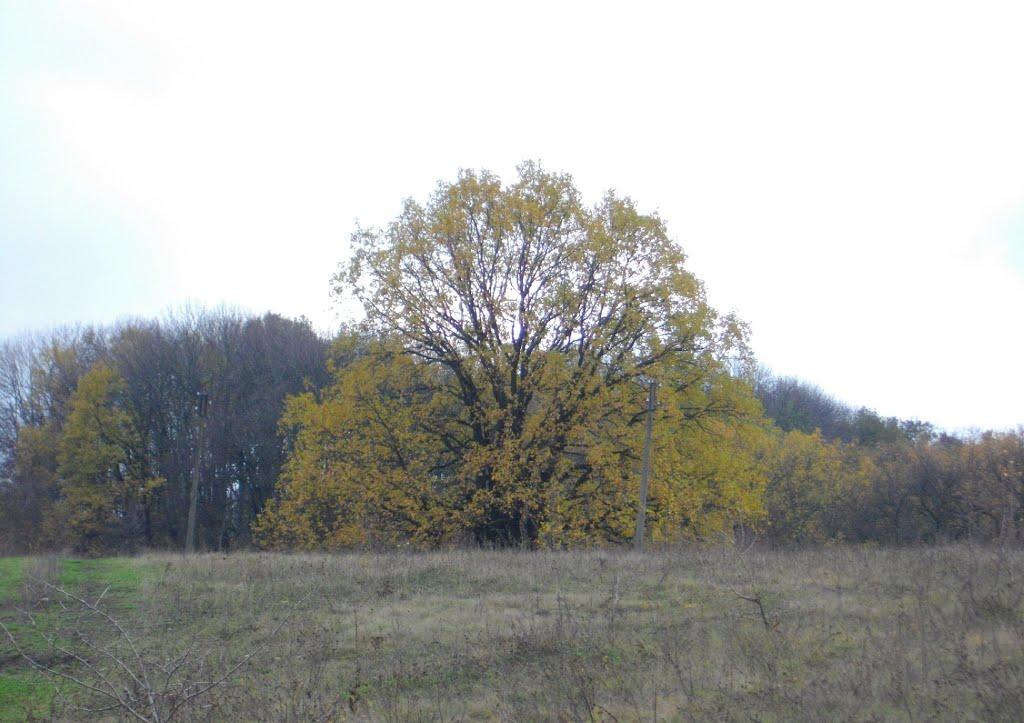 Ленінське з panoramio.com - Ленінське
