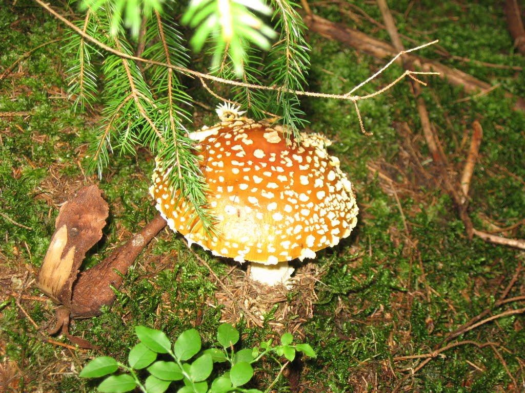 Сойми з panoramio.com - Сойми