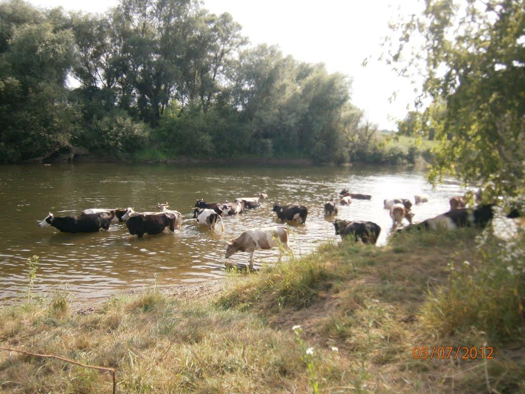 Берездівці з panoramio.com - Берездівці