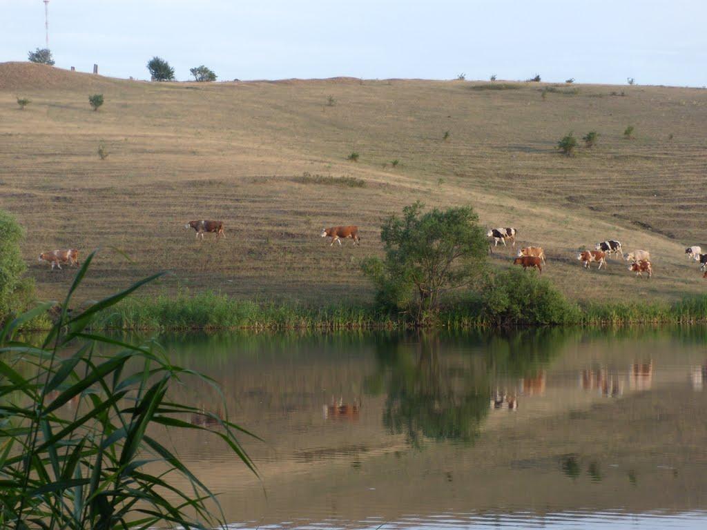Сподобівка з panoramio.com - Сподобівка