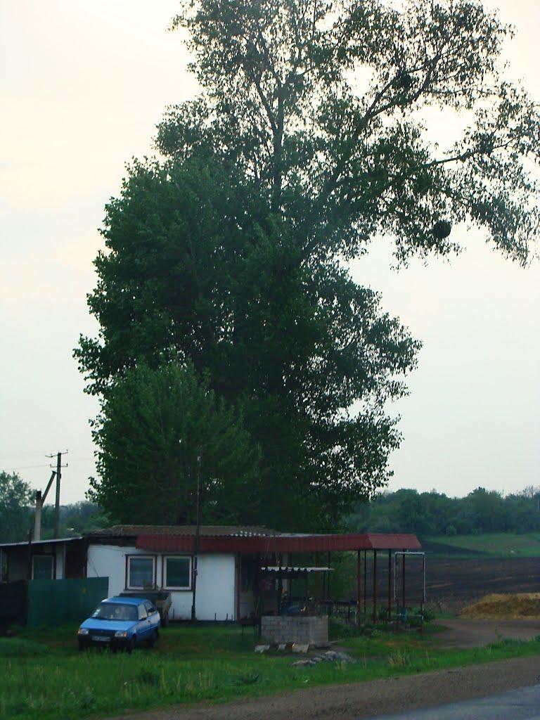 Косарі з panoramio.com (ч.2) - Косари