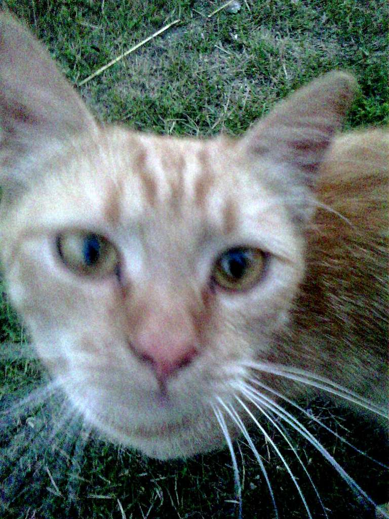 зоосвіт - Тейсаров