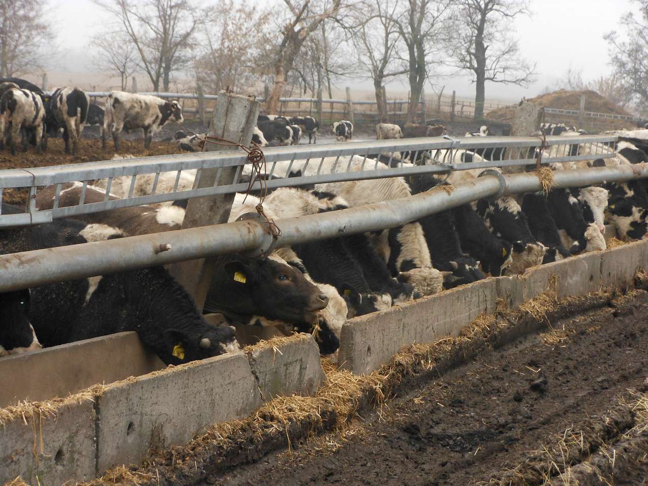 с.Дем'янівка - Дем'янівка