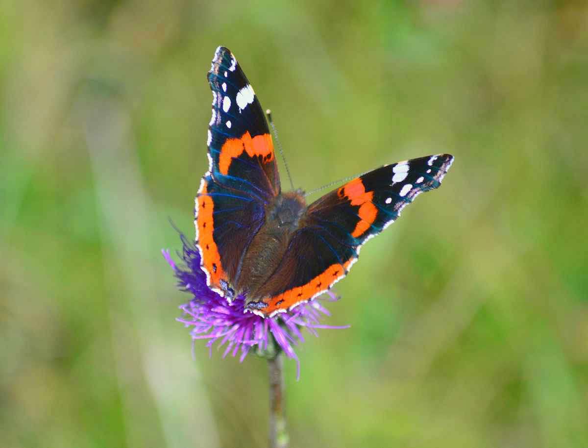 Барви осені - Іваниця