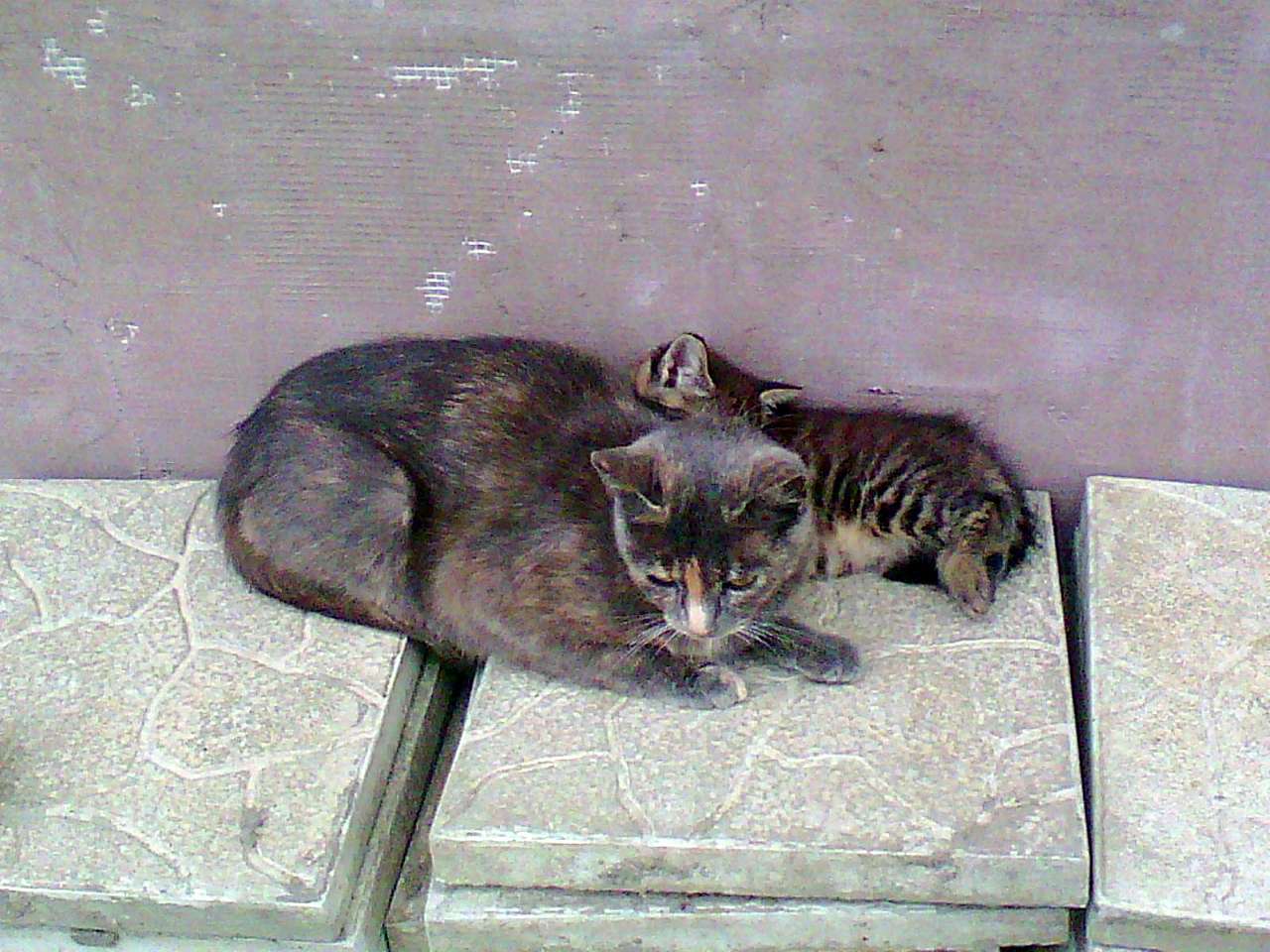 зоосвіт - Горішнє