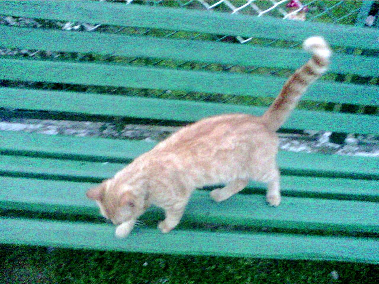 зоосвіт - Тейсарів