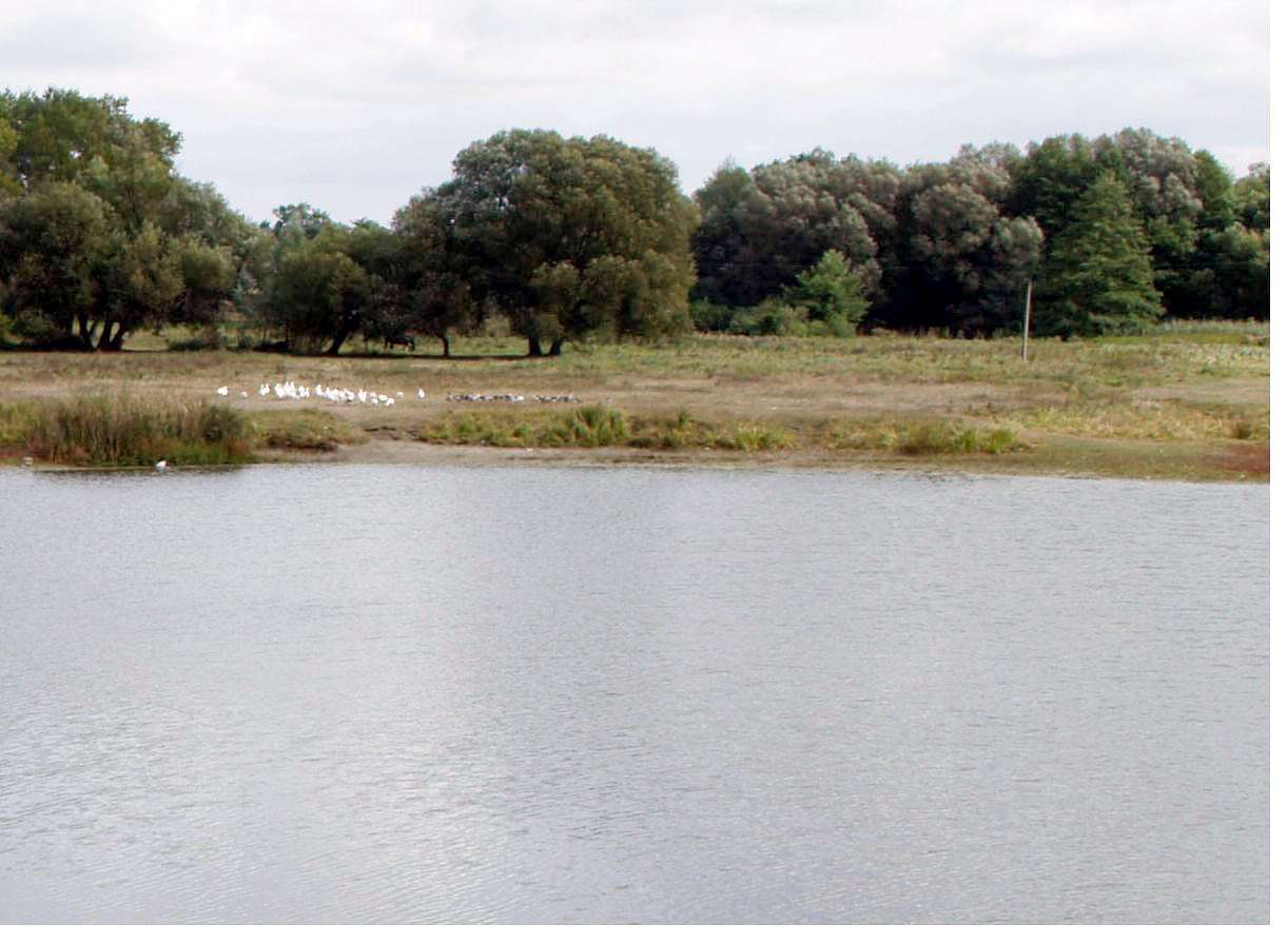 РОСТАВИЦЯ - Строків