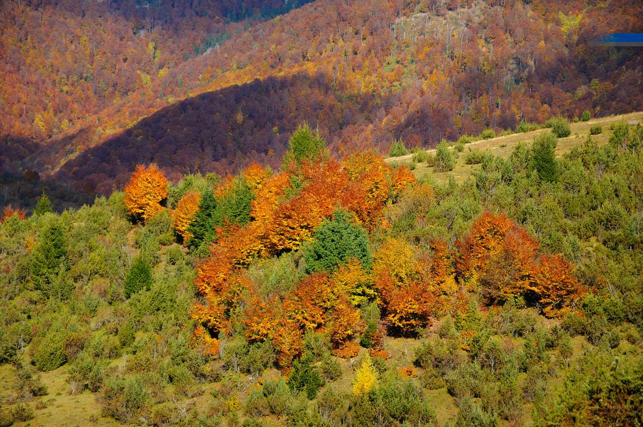 Золота осінь в Колочаві від Сергія П'янникова - Колочава