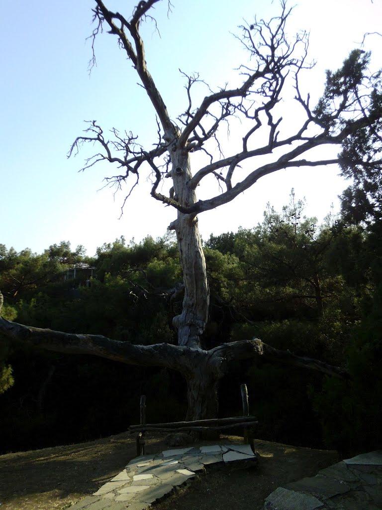 ВУЛИЧКАМИ ЗОЛОЧІВА - Золочів