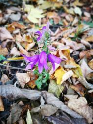 Дендрологічний парк 'Тростянець' НАН України