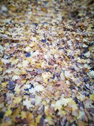 Дендрологічний парк 'Тростянець' НАН України