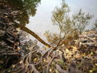 Дендрологічний парк 'Тростянець' НАН України