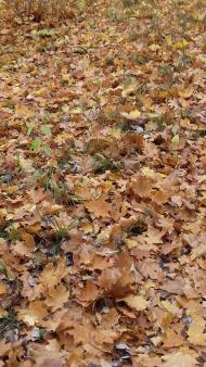 Дендрологічний парк 'Тростянець' НАН України