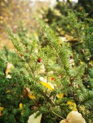 Дендрологічний парк 'Тростянець' НАН України