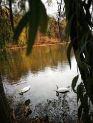 Дендрологічний парк 'Тростянець' НАН України