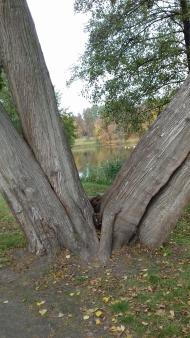 Дендрологічний парк 'Тростянець' НАН України