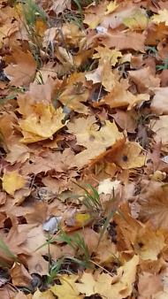 Дендрологічний парк 'Тростянець' НАН України