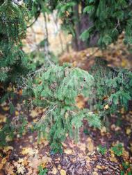 Дендрологічний парк 'Тростянець' НАН України