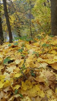 Дендрологічний парк 'Тростянець' НАН України