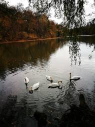 Дендрологічний парк 'Тростянець' НАН України