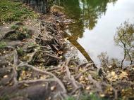 Дендрологічний парк 'Тростянець' НАН України