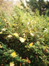 Дендрологічний парк 'Тростянець' НАН України