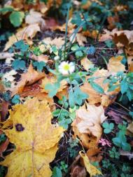 Дендрологічний парк 'Тростянець' НАН України