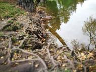 Дендрологічний парк 'Тростянець' НАН України