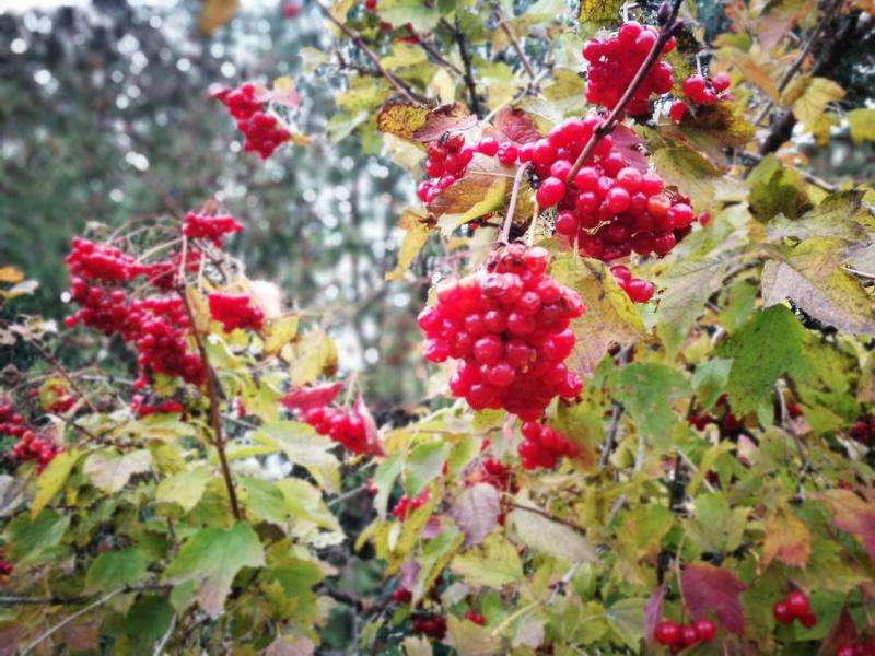 Дендрологічний парк 'Тростянець' НАН України - Тростянец