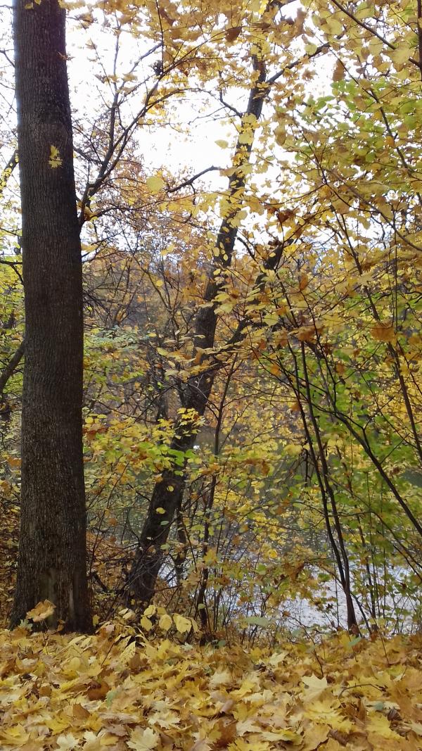 Дендрологічний парк 'Тростянець' НАН України - Тростянец