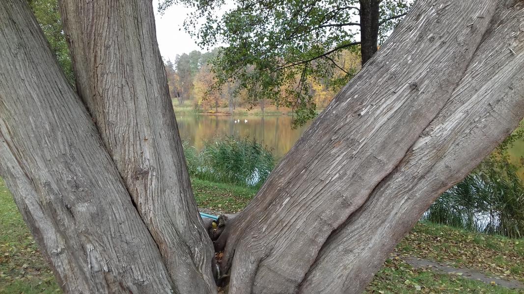 Дендрологічний парк 'Тростянець' НАН України - Тростянец