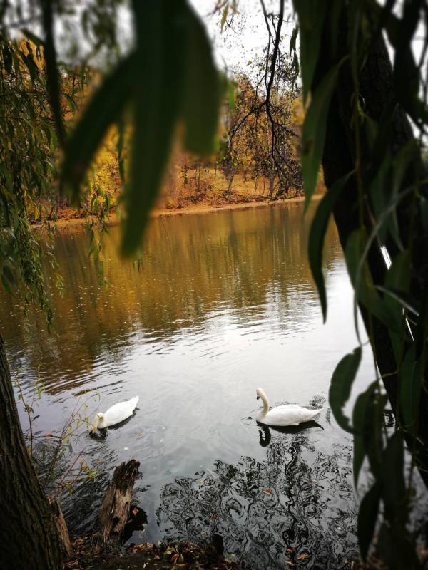 Дендрологічний парк 'Тростянець' НАН України - Тростянец