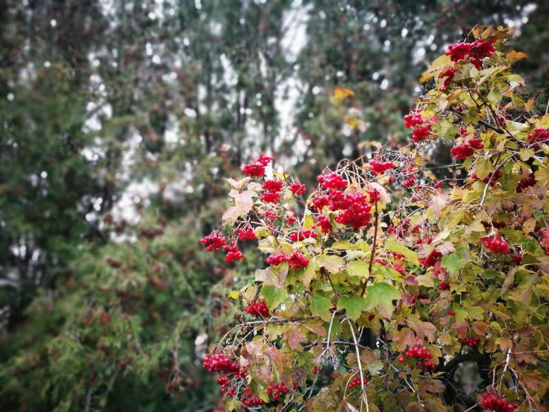 Дендрологічний парк 'Тростянець' НАН України - Тростянец