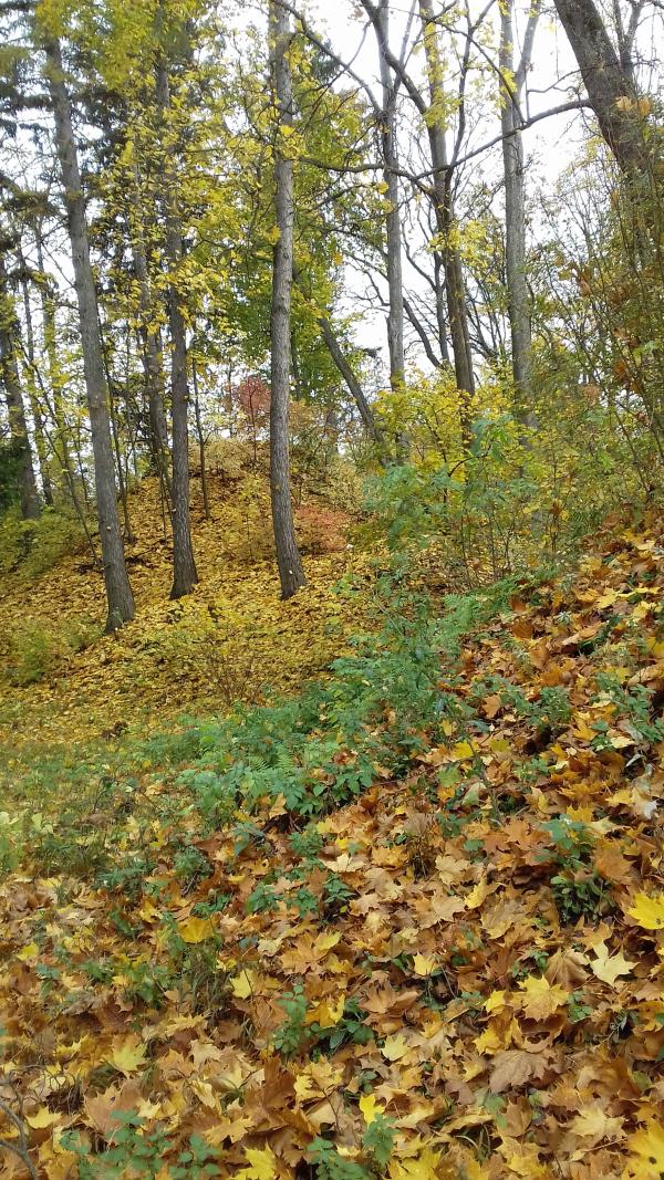 Дендрологічний парк 'Тростянець' НАН України - Тростянец